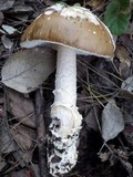 Amanita sect. Vaginatae image