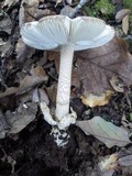 Amanita sect. Vaginatae image