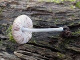 Pluteus thomsonii image