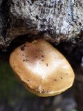 Gymnopilus penetrans image