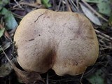 Suillus collinitus image