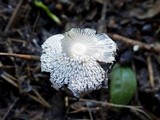 Coprinopsis cinerea image
