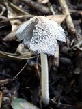 Coprinopsis cinerea image