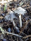 Coprinopsis cinerea image