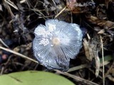 Coprinopsis cinerea image