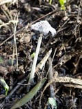 Coprinopsis cinerea image