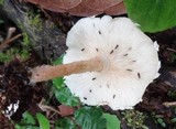 Ripartitella brasiliensis image
