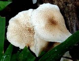 Ripartitella brasiliensis image