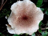 Ripartitella brasiliensis image