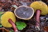 Xerocomellus atropurpureus image