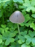 Parasola conopilea image