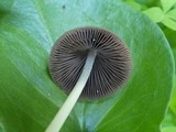 Parasola conopilea image