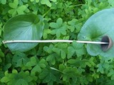 Parasola conopilea image