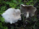 Clitocybe phyllophila image
