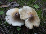 Inocybe rimosa image