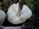 Lepiota subincarnata image