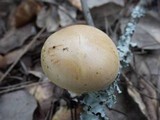 Tricholoma sulphureum image