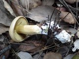 Tricholoma sulphureum image
