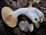 Lactarius azonites image