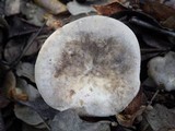 Lactarius azonites image