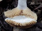 Lactarius azonites image