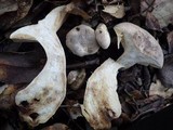 Lactarius azonites image