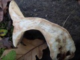 Lactarius azonites image