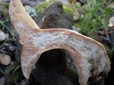 Lactarius azonites image