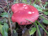 Russula americana image