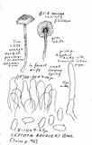 Lepiota boudieri image