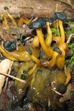 Leotia viscosa image