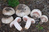 Agaricus bisporus image