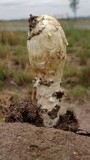 Podaxis pistillaris image