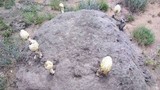 Podaxis pistillaris image