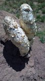 Podaxis pistillaris image