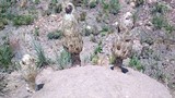 Podaxis pistillaris image