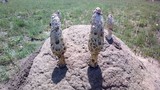 Podaxis pistillaris image
