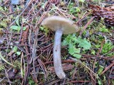 Lactarius pseudomucidus image