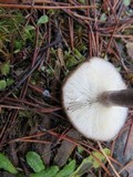 Lactarius pseudomucidus image