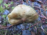 Suillus umbonatus image