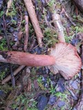Lactarius rufus image