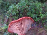 Lactarius rufus image