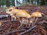 Hypholoma marginatum image