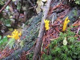 Calocera viscosa image