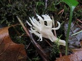Clavulina coralloides image
