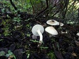 Hygrophorus pseudodiscoideus image