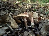 Tricholoma quercetorum image