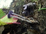 Entoloma euchroum image