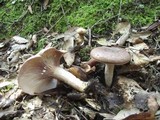 Lactarius luridus image