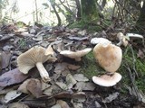 Hygrophorus nemoreus image